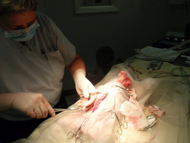 Dr Crowe in Surgery