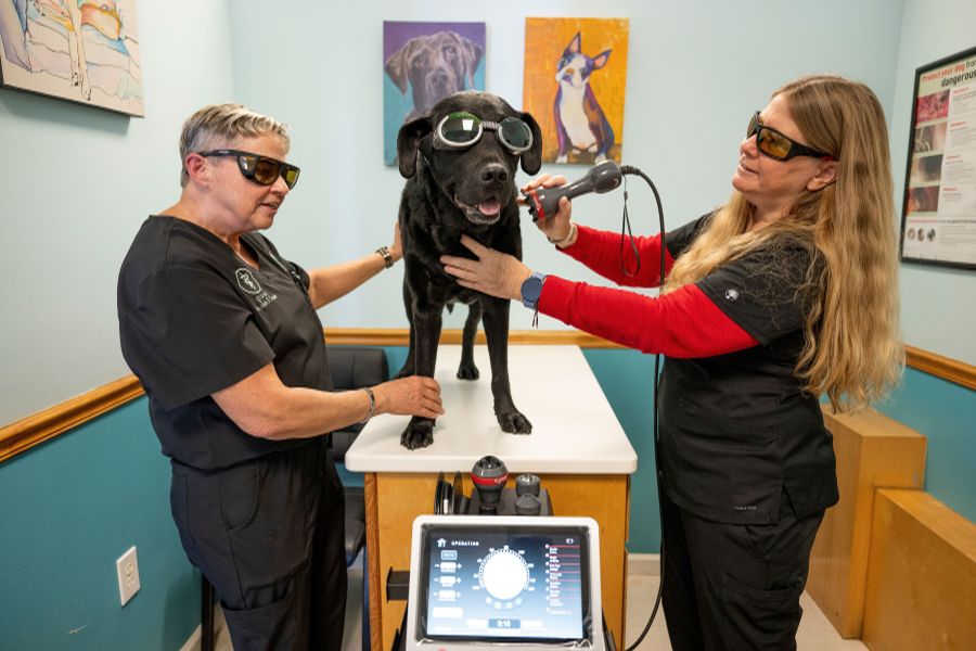 Laser therapy treatment for Sir Charlie Pearsall