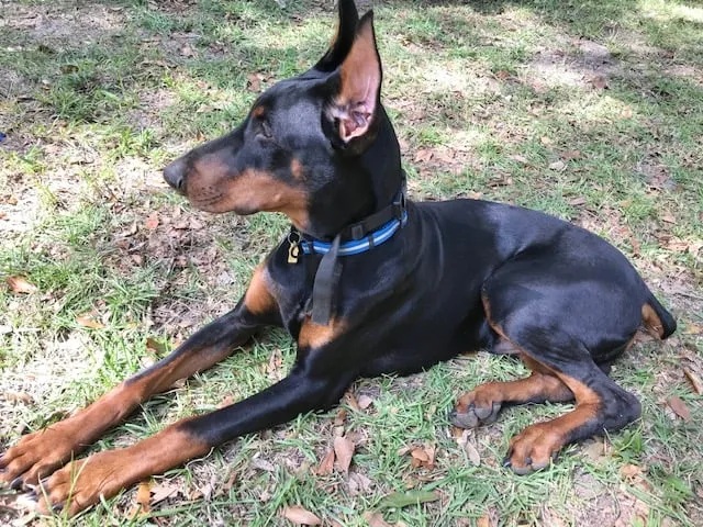 Samson, Doberman, ears by Dr. Jan Crowe, veterinarian and owner of Creekside Vet Clinic in Goose Creek, SC